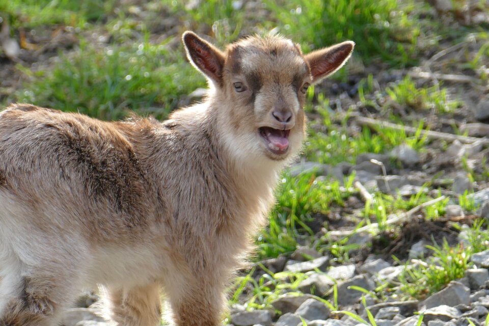 Goat animal enclosures kid