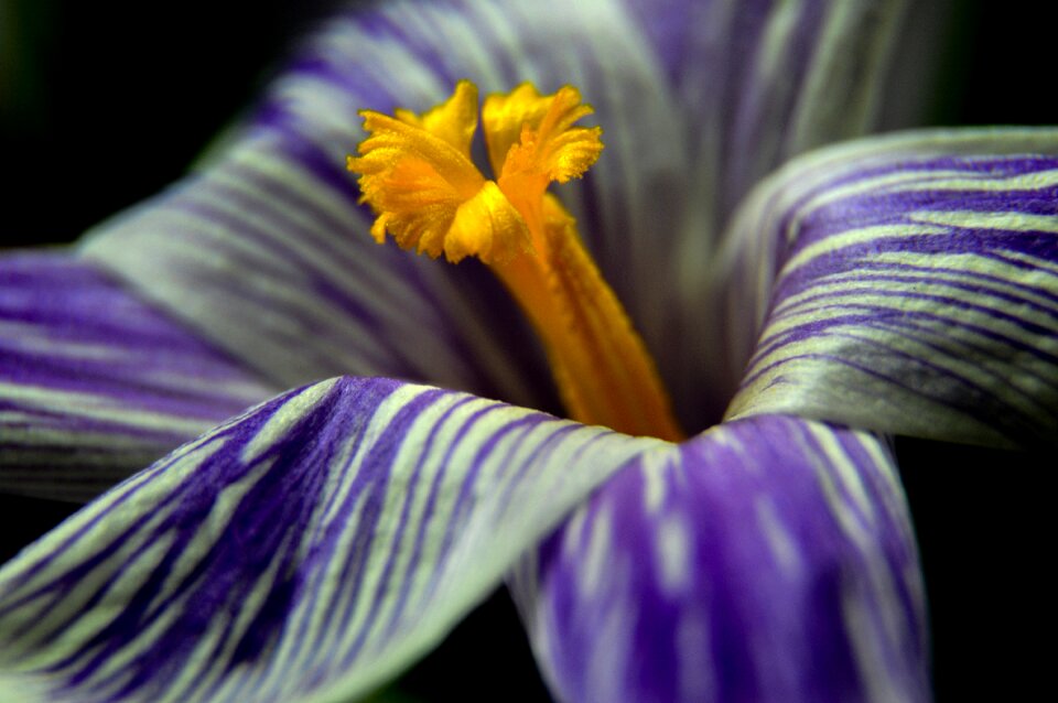 Spring gentle blooming