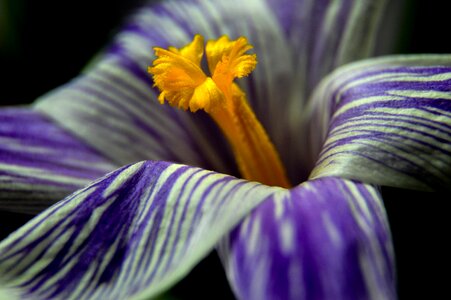Spring gentle blooming