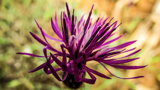 Purple flora nature photo