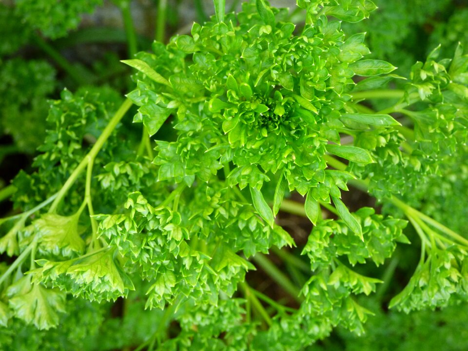 Green herb