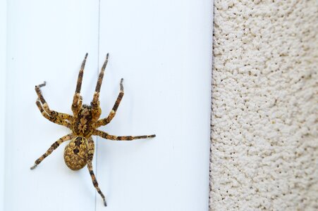 Prey nature insects