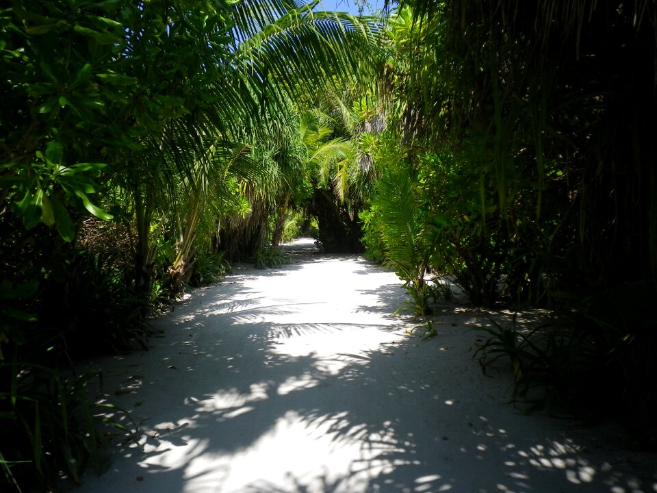Jungle shadow maldives