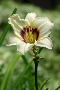 Flower blooms garden
