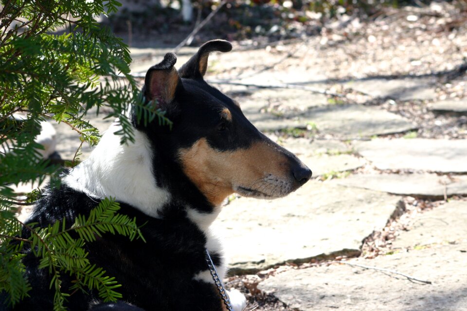 Smooth collie black
