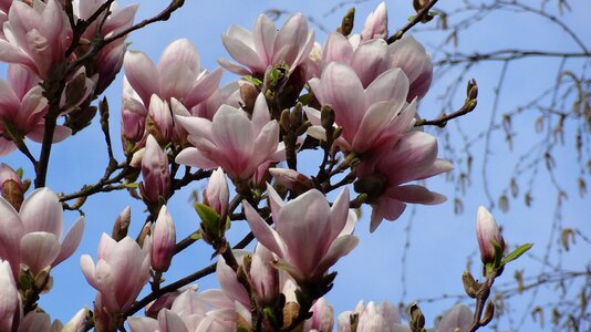 Magnolia magnolia flowers spring