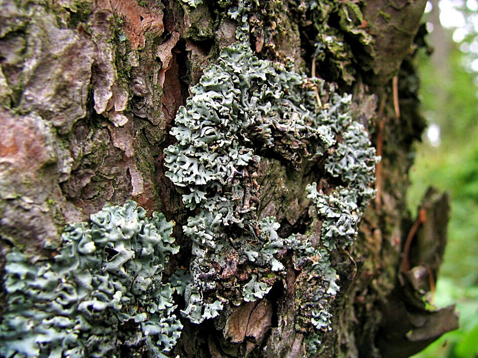 The bark tree moss