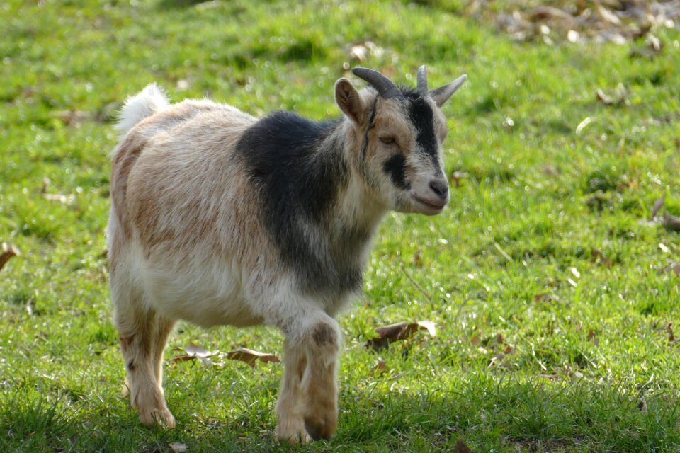 Animals goat animal enclosures