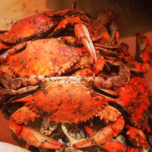 Crabs steamed