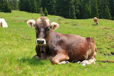 Italy south tyrol landscape photo