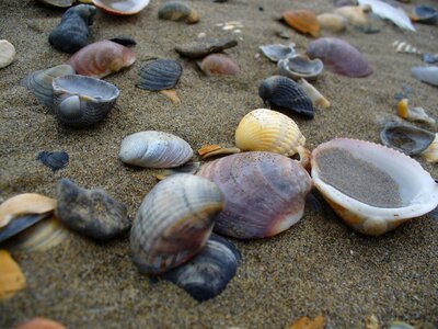 Holiday sea shell seashell photo
