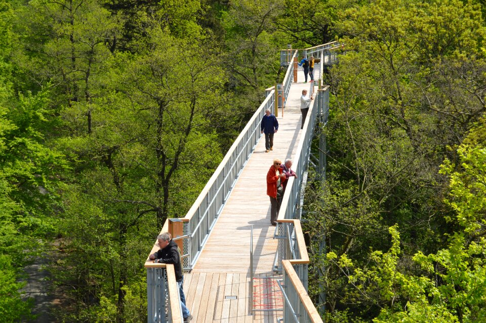 Treetop path harzburg summer