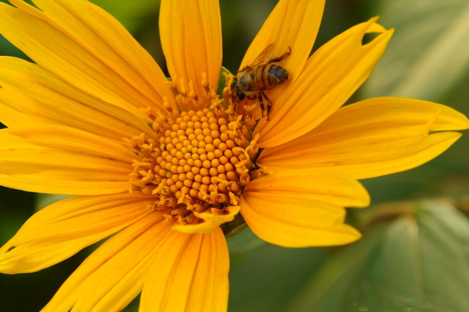 Flower nature plant