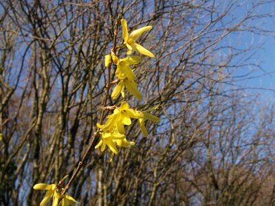 Ornamental shrub golden bells spring