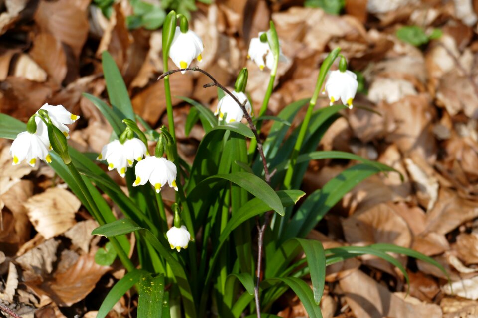 Beautiful flower wild flower spring