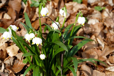Beautiful flower wild flower spring