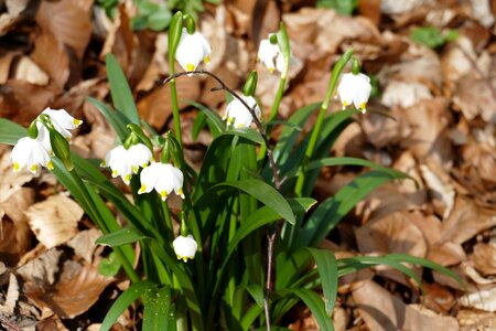 Beautiful flower wild flower spring photo