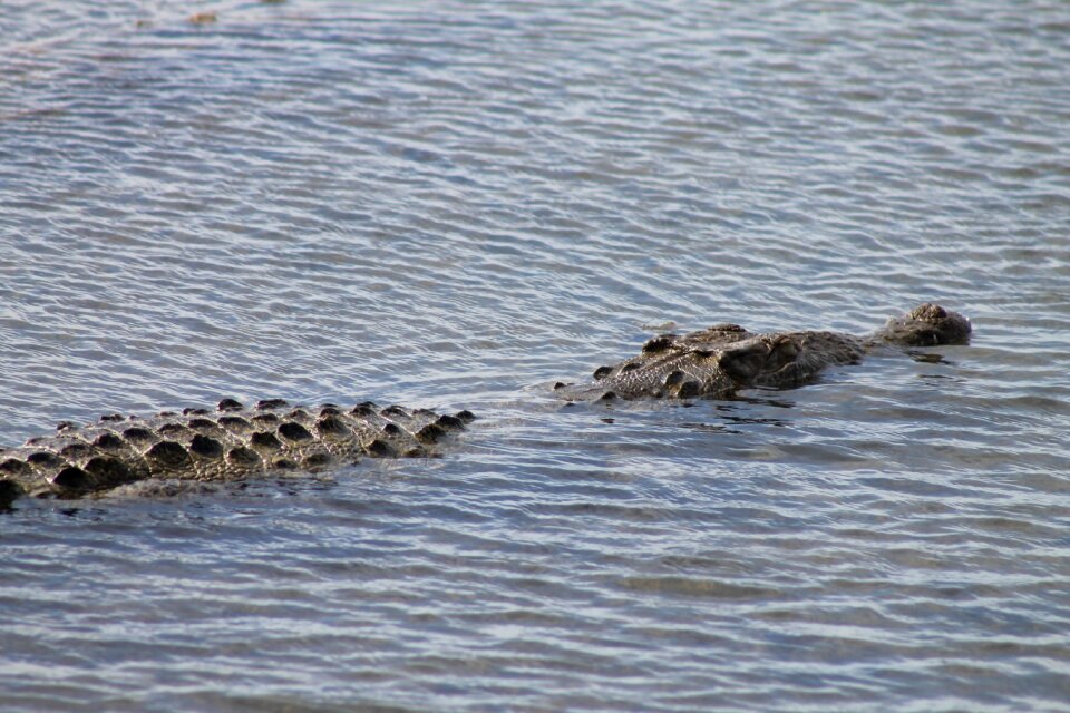 American alligator tropical alligator