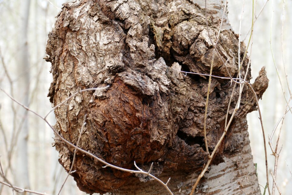 Log strange nature