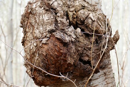 Log strange nature