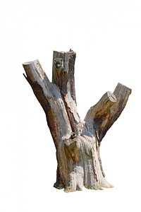 Close-up texture bark