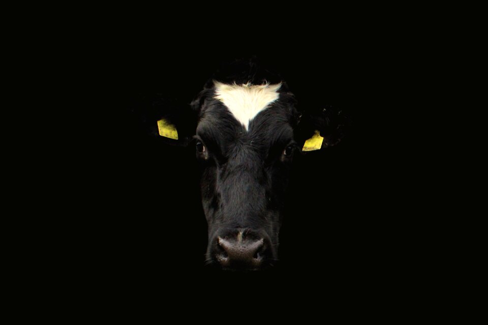 Face animal agriculture