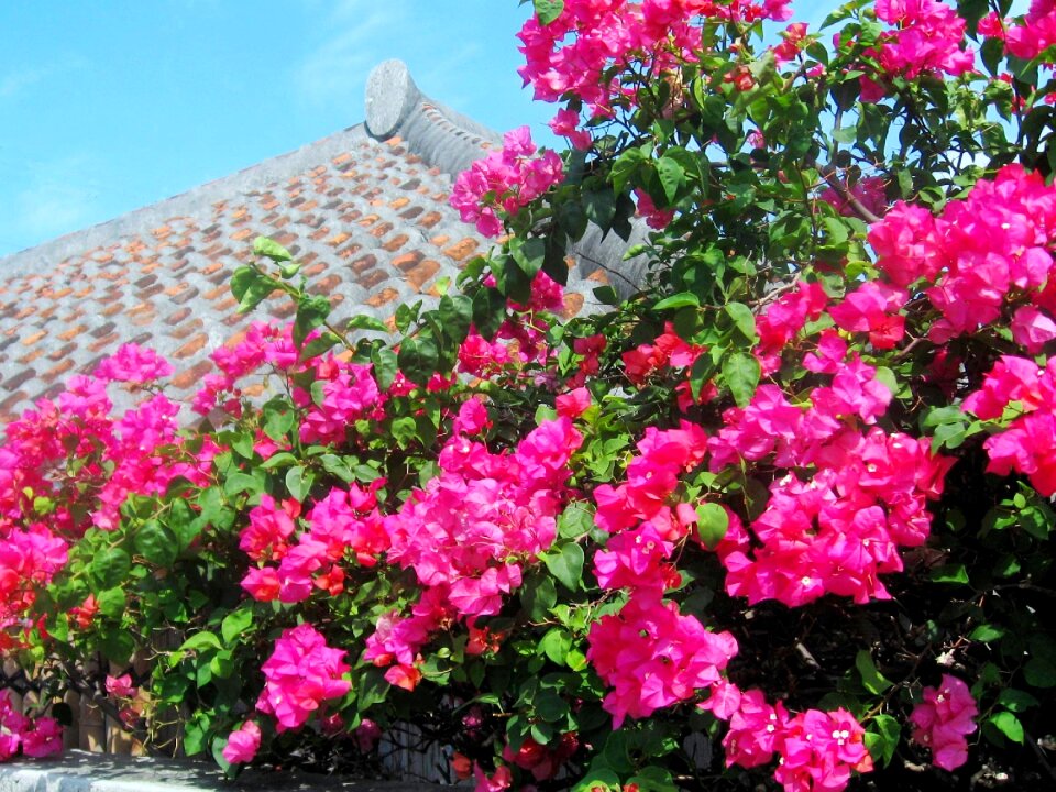 Okinawa glitter roof