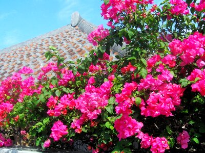 Okinawa glitter roof