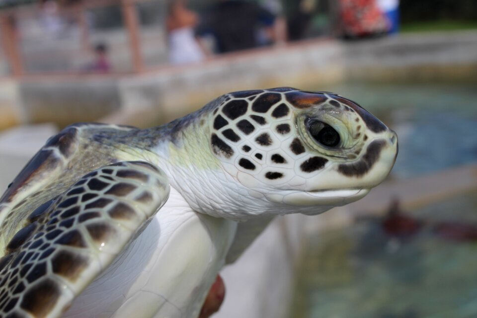 Sea turtle tourism