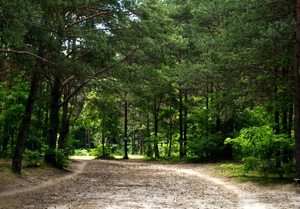 Sand green nature
