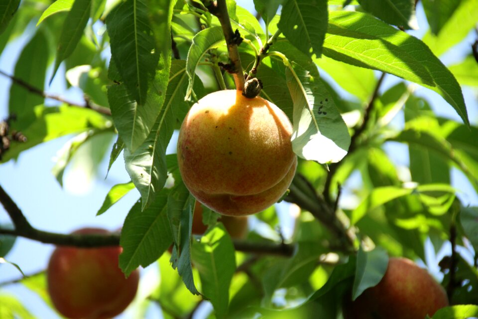 Fisheries fruit garden photo