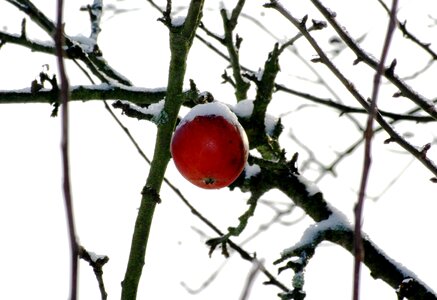 Winter apple tree photo