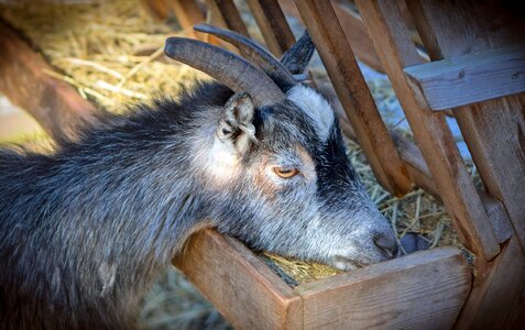 Mammal eating horns photo