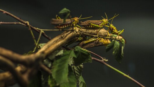 Animal nature grasshopper photo
