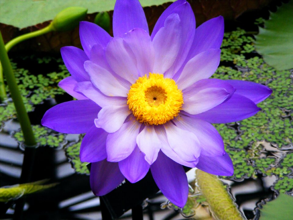 Plant blossom petals
