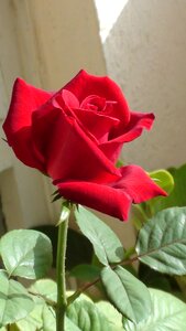 Flower red roses photo