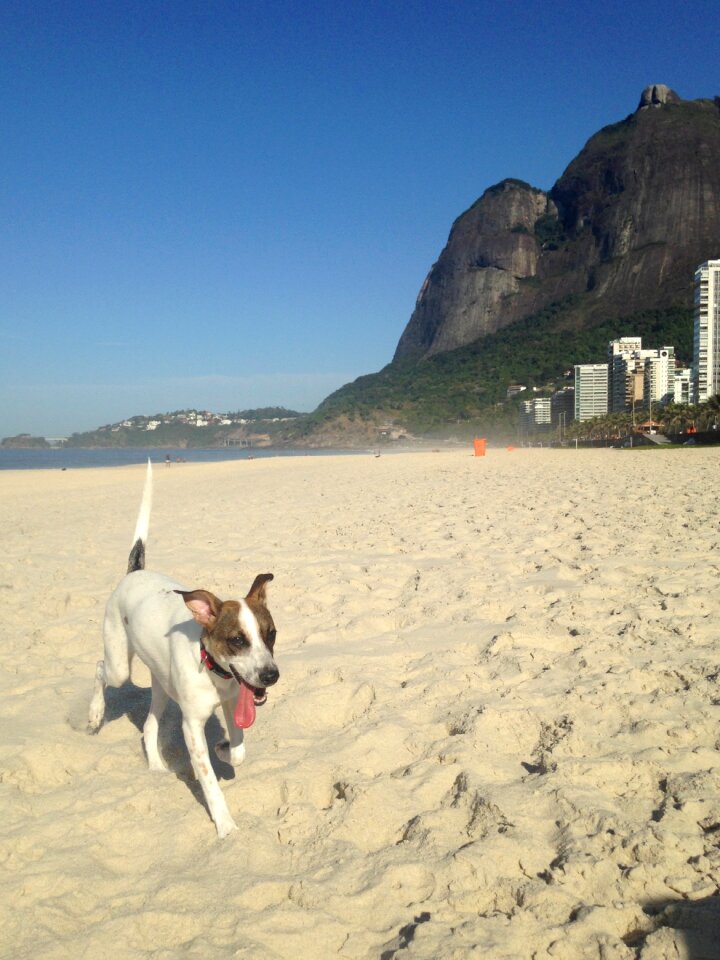 Domestic animals sand mar