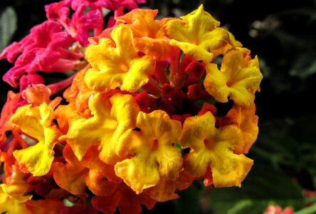 Nature blossom spring