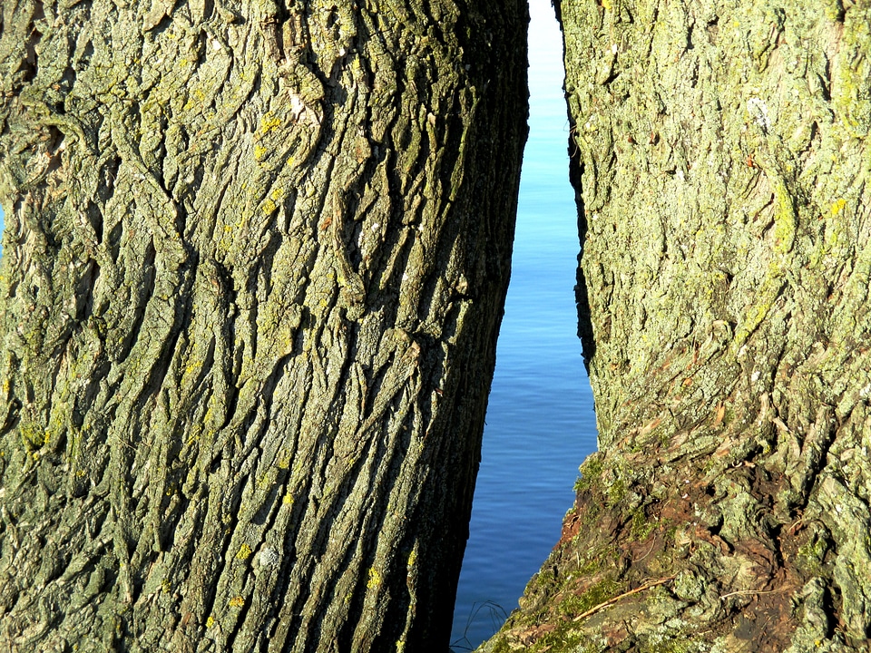 Tribe bark nature