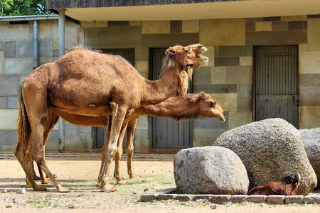 Animal world zoo berlin photo