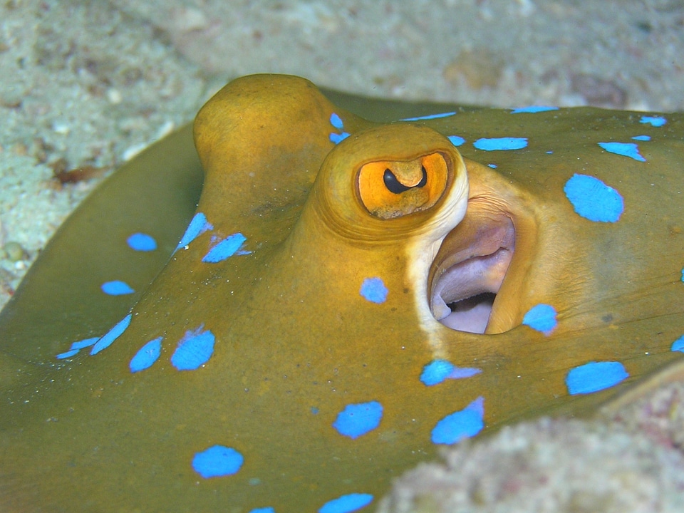 Underwater diving red sea photo