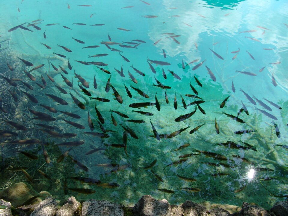 Fish water natural water