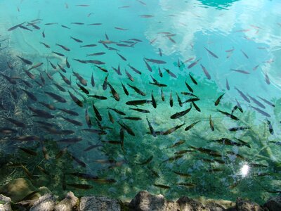 Fish water natural water