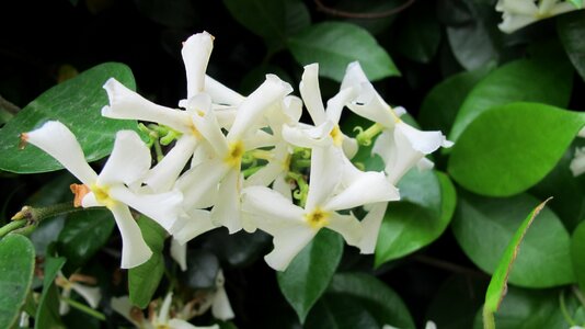 White flora blooming