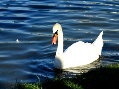 Swan water beak photo