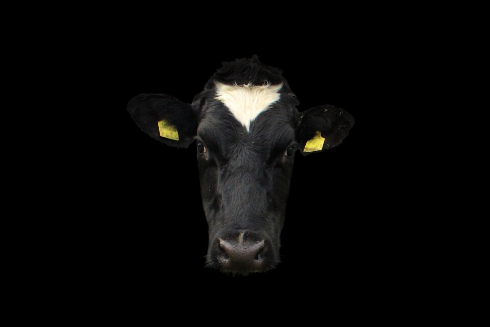 Face animal agriculture