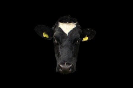 Face animal agriculture