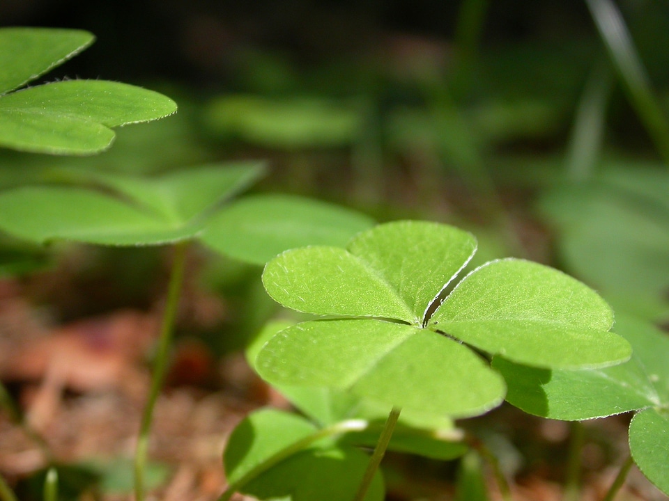 Green four leaf clover sorrel