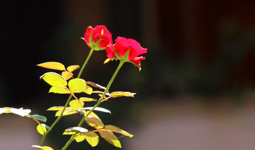 Floral nature green