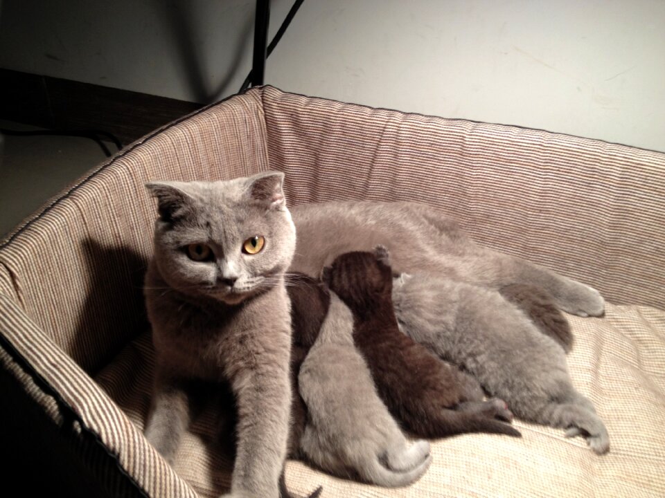 Cat breast-feeding gaze